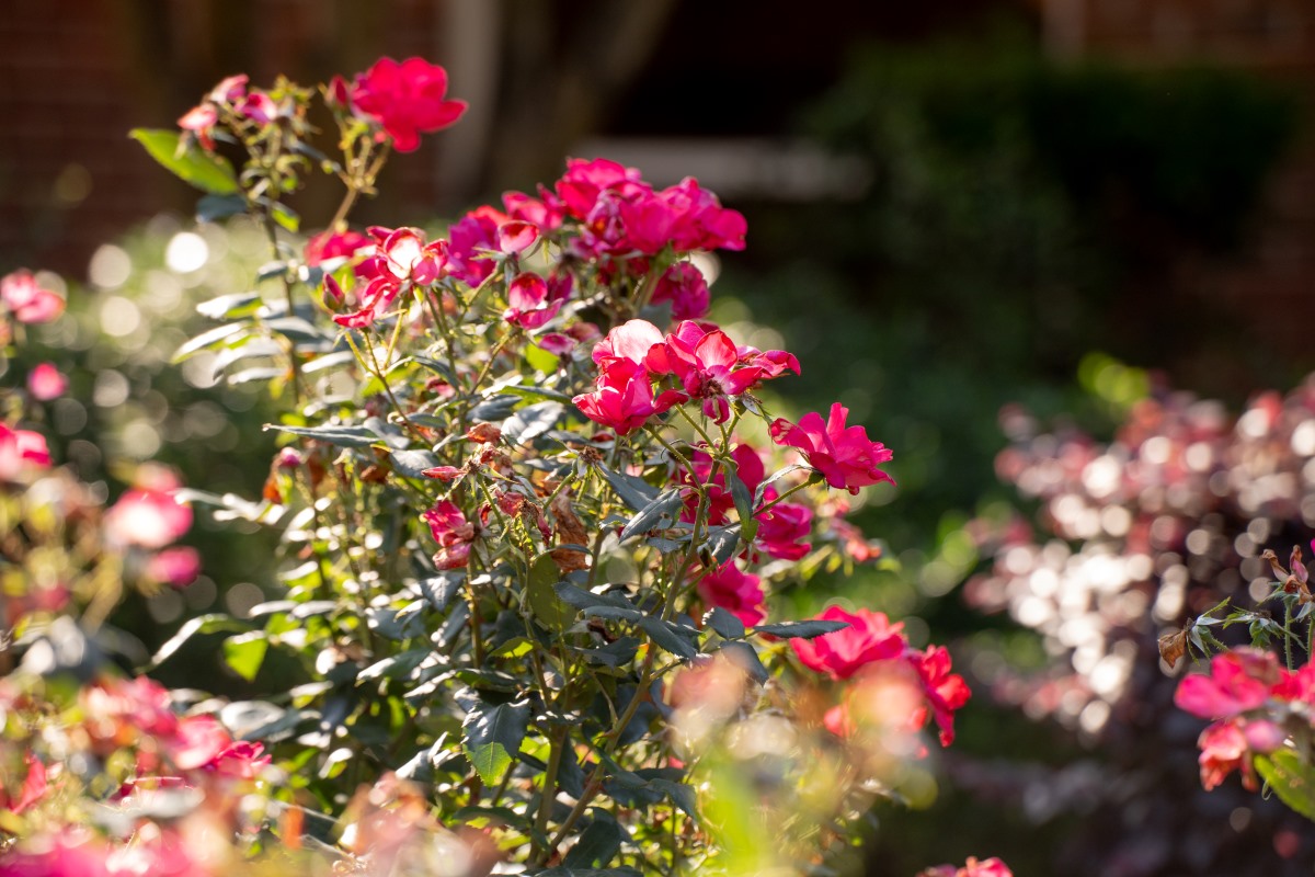 pink azaleas  