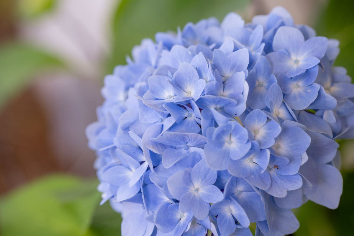 blue hydrangeas from the campus of Highland Hills Village